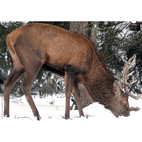 Blason Animalier tir à l'arc Maximal Big Game 70X100 Grazing Deer