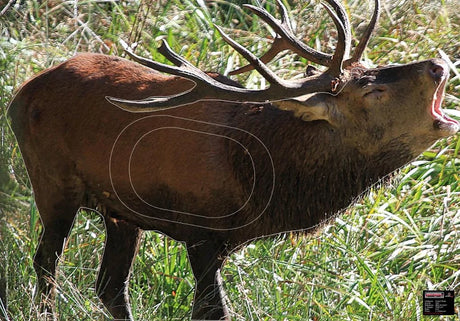 Blason Animalier tir à l'arc Maximal Big Game 70X100 Howling Deer