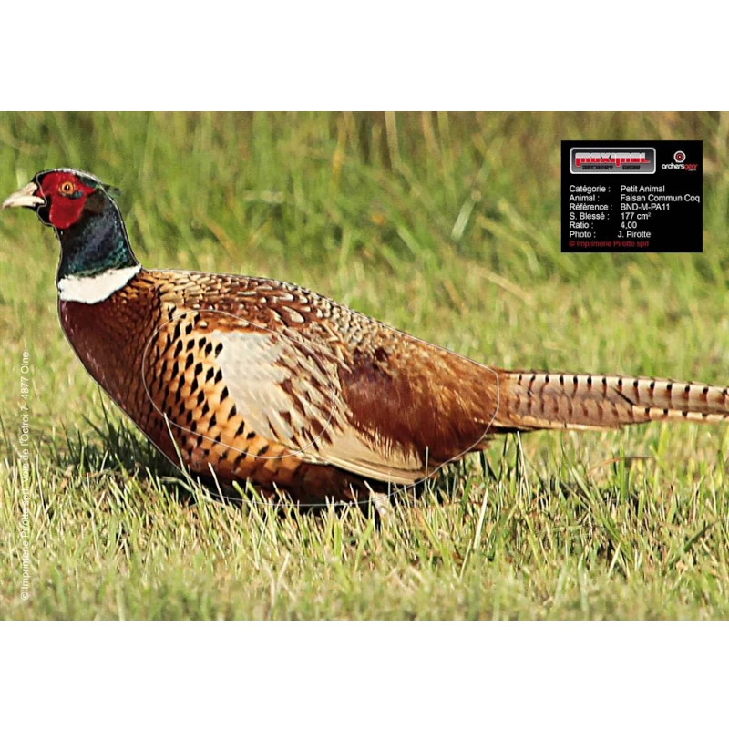 Blason Animalier tir à l'arc  Maximal Small Animals 25X35 Pheasant