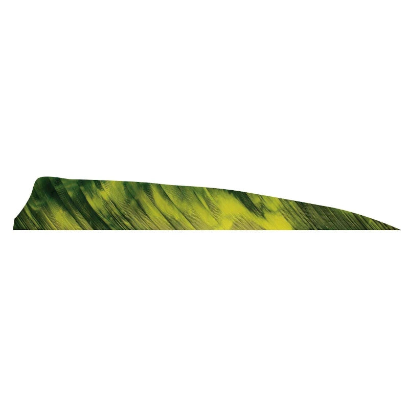 Plume de flèche Naturelle Gateway Shield