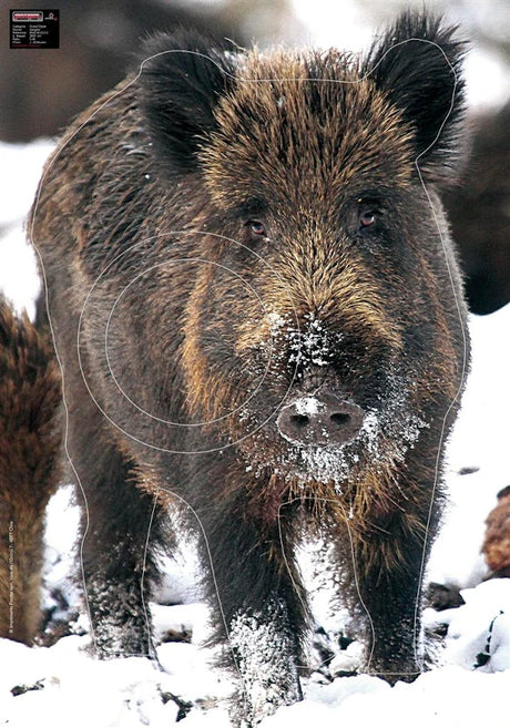 Blason Animalier Maximal Big Game 70X100 Wild Boar In The Snow