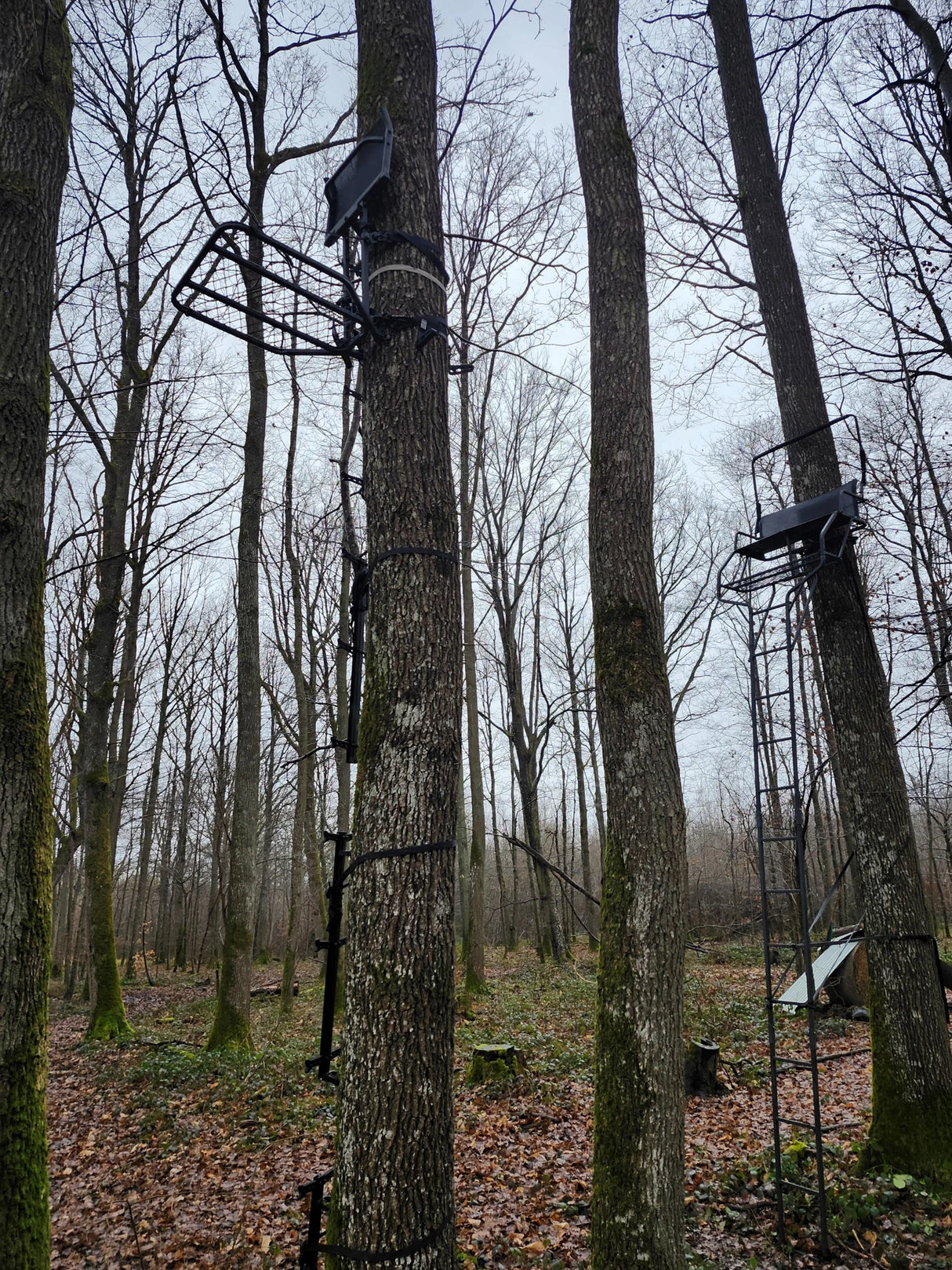 Treestand Hybride AUTOUR