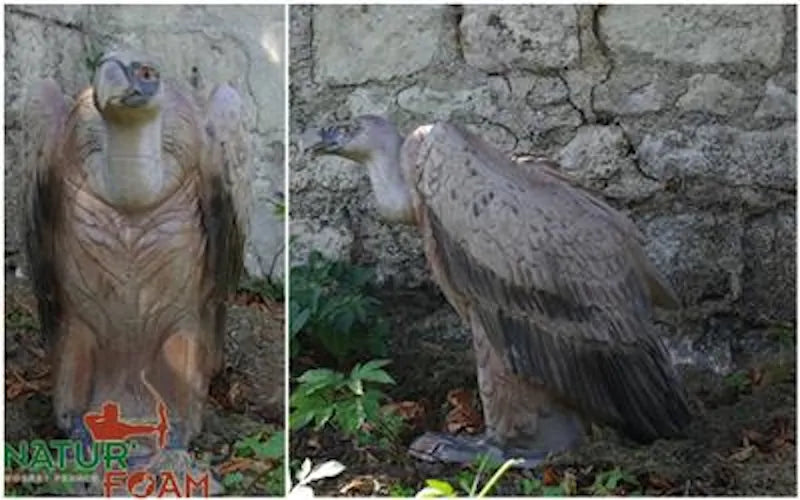 Cible 3D Natur Foam Vulture