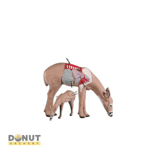  Cible 3D Rinehart 3D Anatomy Deer  